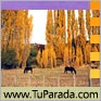 Caballos